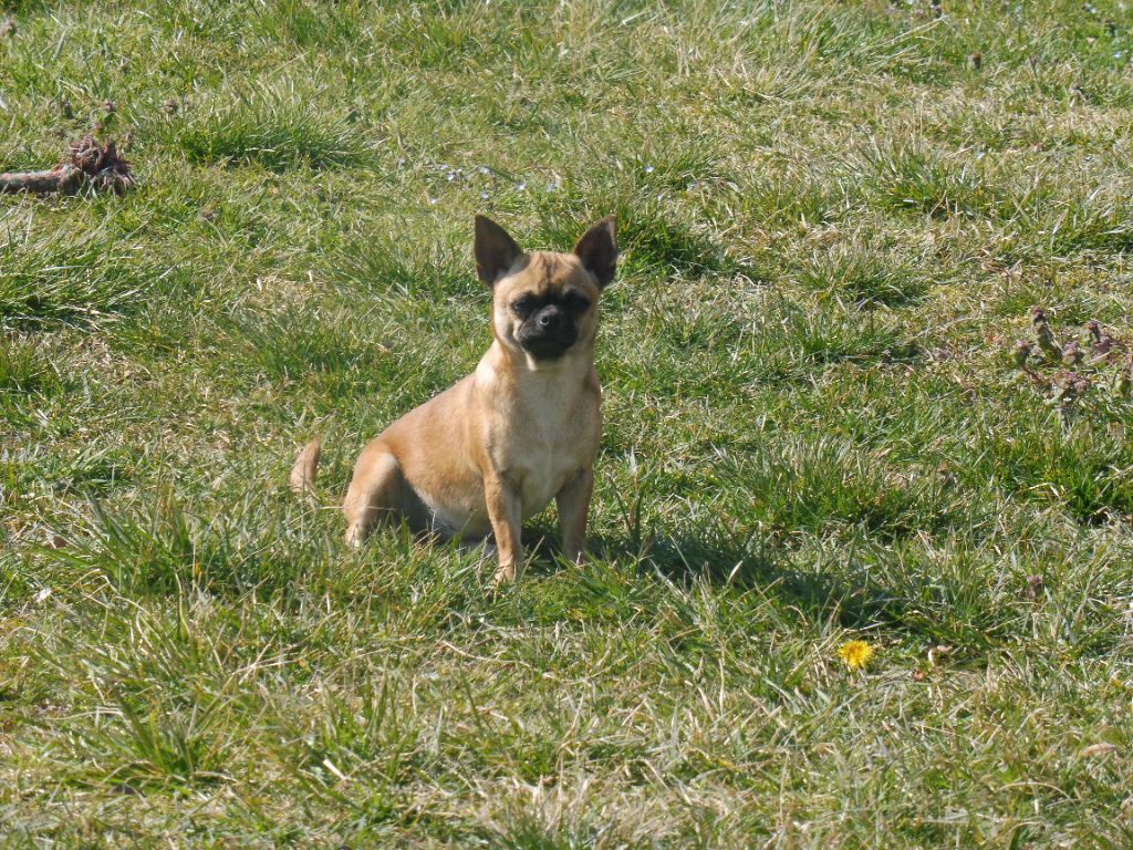 Les Chihuahua de l'affixe Valerie Desplandis