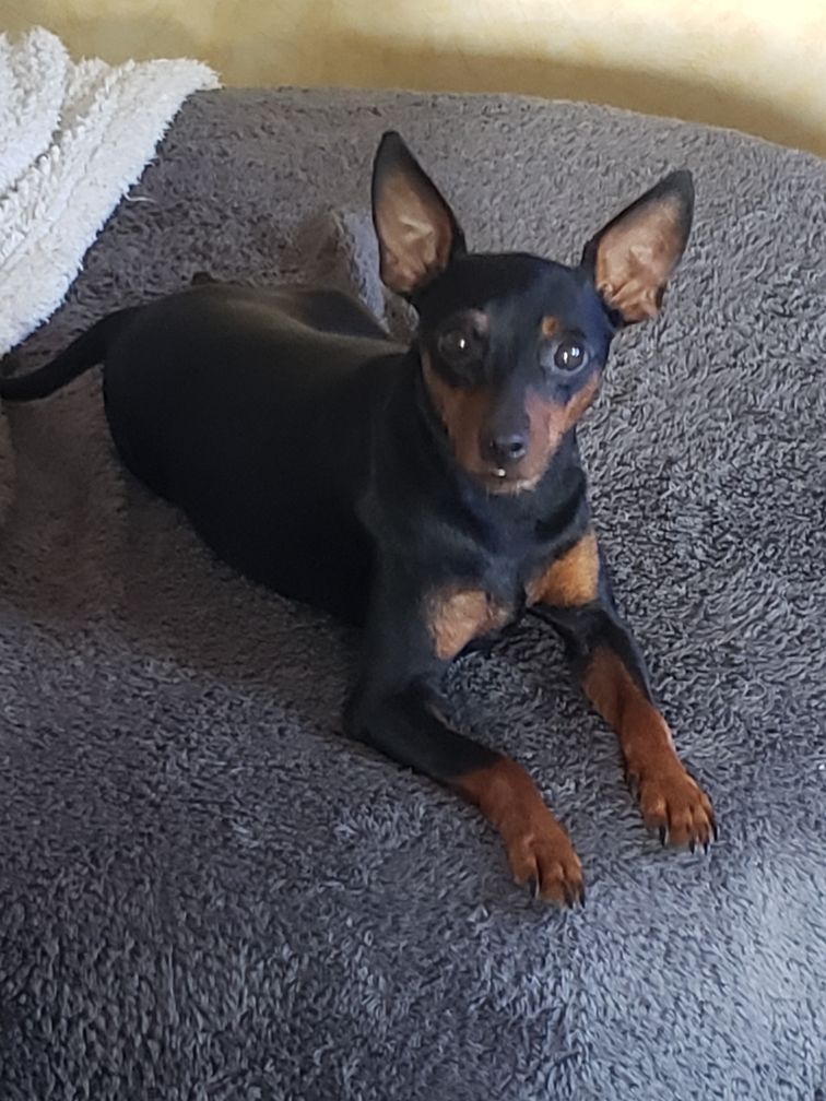 Les Pinscher nain de l'affixe Valerie Desplandis