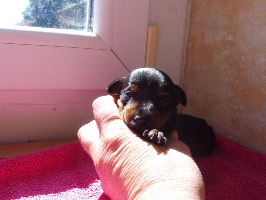 Valerie Desplandis - Chiot disponible  - Pinscher nain