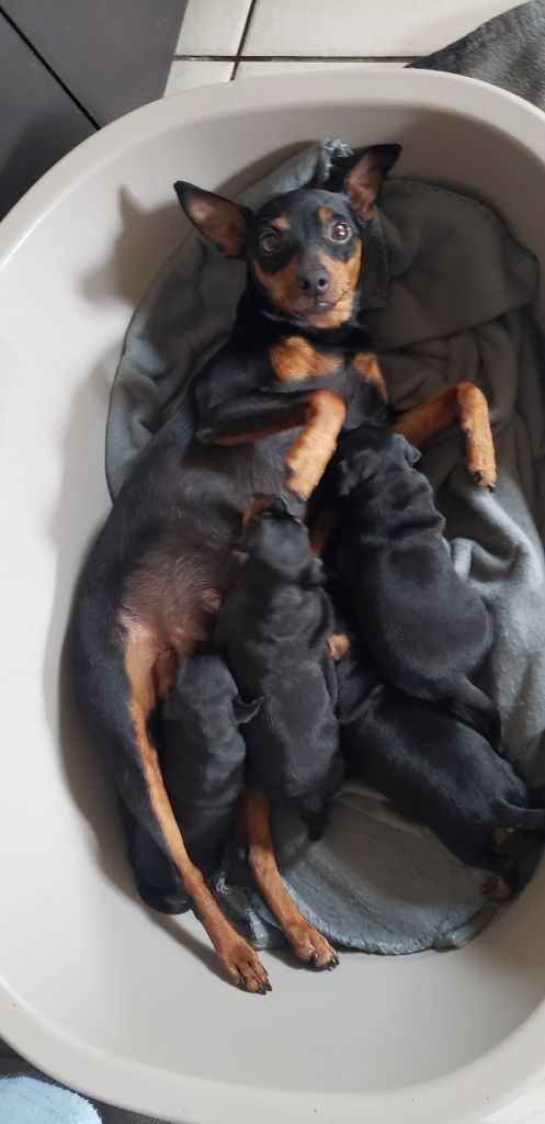 chiot Pinscher nain Valerie Desplandis