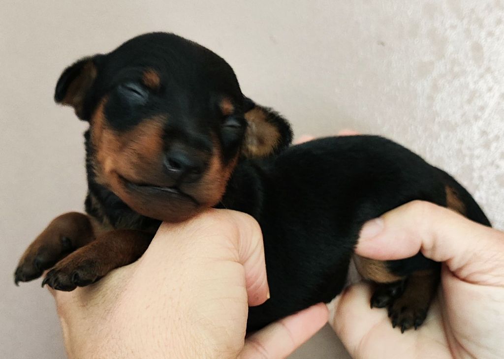 Valerie Desplandis - Chiot disponible  - Pinscher nain