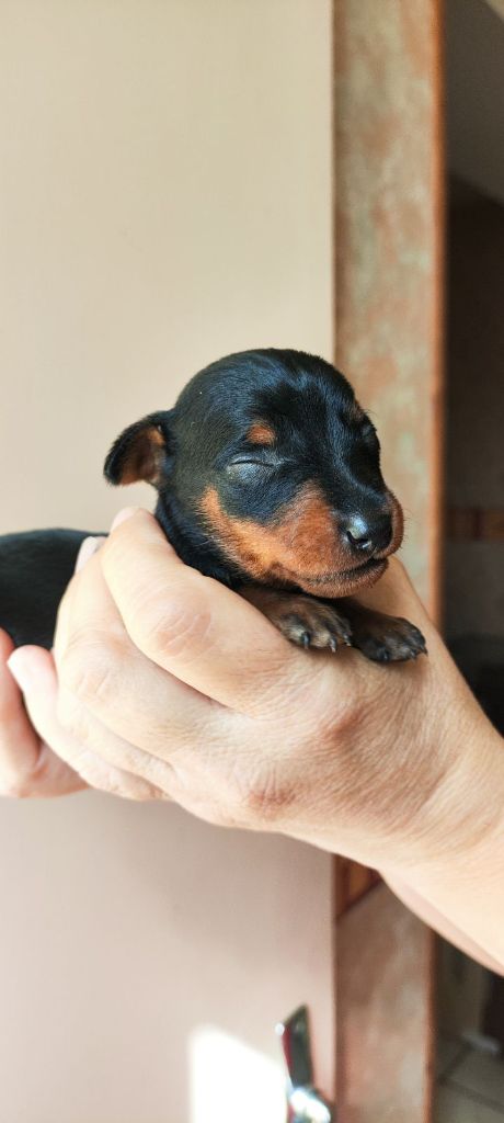 Valerie Desplandis - Chiot disponible  - Pinscher nain