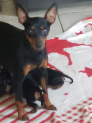 Valerie Desplandis - Pinscher nain - Portée née le 02/09/2024