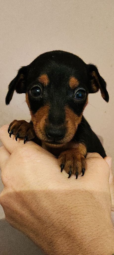 Valerie Desplandis - Chiot disponible  - Pinscher nain