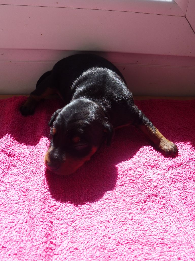 Valerie Desplandis - Chiot disponible  - Pinscher nain